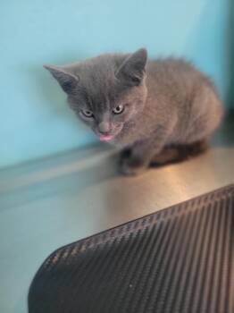 Q2 Doom -  Domestic Short Hair Cat for Adoption in Ashland, Wisconsin - Q2 Doom | PetCurious