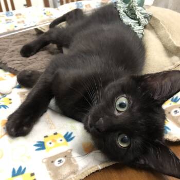 Rescue Domestic Short Hair Cats for Adoption in Portage, Michigan - Coco | PetCurious