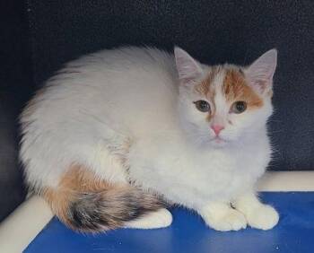 Calico Cats Available for Adoption - 6862 (Milk) | PetCurious