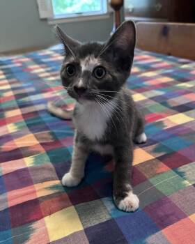 Topknot -  Domestic Short Hair Cat for Adoption in Trenton, New Jersey - Topknot | PetCurious