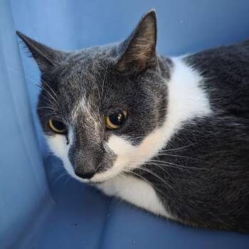 Bubba Jr -  Domestic Short Hair Cat for Adoption in Oshkosh, Wisconsin - Bubba Jr | PetCurious