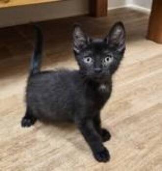 Domestic Short Hair Cats Available for Adoption in Woodstock, Illinois - Hook | PetCurious