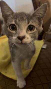Frosted Flakes -  Domestic Short Hair Cat for Adoption in San Diego, California - Frosted Flakes | PetCurious