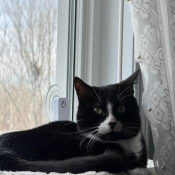 Peter (m) 3yrs old  Tuxedo -  Domestic Short Hair Cat Available for Adoption in Ottawa, Ontario - Peter (m) 3yrs Old  Tuxedo | PetCurious