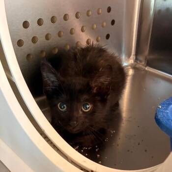 Wilson -  Domestic Short Hair Cat for Adoption in Norman, Oklahoma - Wilson | PetCurious