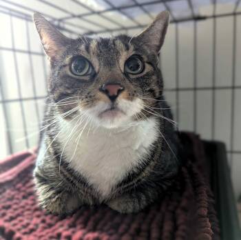 Rudy -  Domestic Short Hair Cat for Adoption in Seven Valleys, Pennsylvania - Rudy | PetCurious
