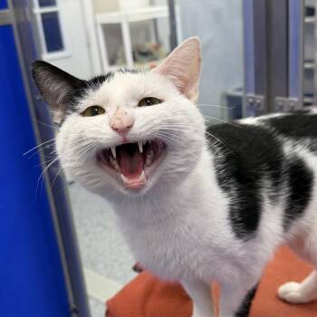 Domestic Short Hair Cats Available for Adoption in Dunkirk, New York - Clem | PetCurious