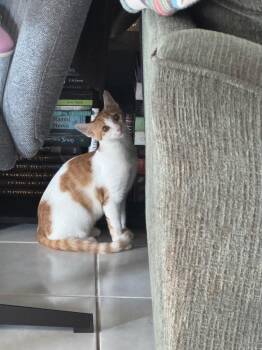 Cream -  Domestic Short Hair Cat for Adoption in Fort Myers, Florida - Cream | PetCurious