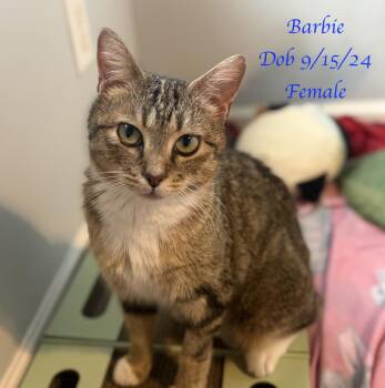 Domestic Short Hair Cats Available for Adoption in Murfreesboro, Tennessee - Barbie | PetCurious