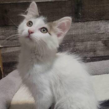Madelyn -  Domestic Short Hair Cat Available for Adoption in San Tan Valley, Arizona - Madelyn | PetCurious