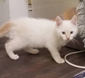 Domestic Short Hair Cats Available for Adoption in Little Falls, New York - Snickerdoodle | PetCurious