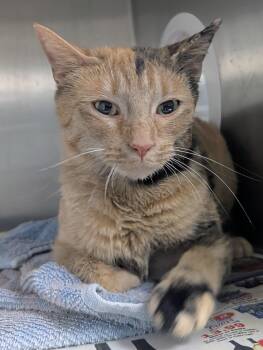 Domestic Short Hair Cats Available for Adoption in Springfield, Illinois - Parsley | PetCurious