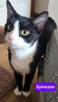 Rescue Domestic Short Hair Cats for Adoption in Greensburg, Pennsylvania - Sylvester | PetCurious
