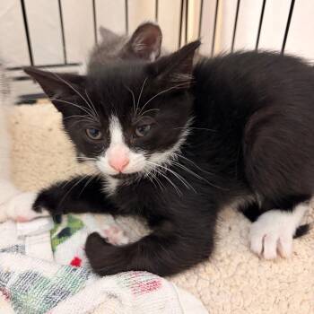 Peter -  Domestic Short Hair Cat for Adoption in Lynchburg, Virginia - Peter | PetCurious