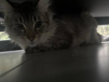 Domestic Long Hair Cats Available for Adoption in Kent, Washington - USOK | PetCurious