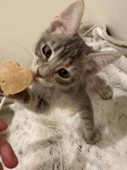 Meta -  Domestic Short Hair Cat for Adoption in Tucson, Arizona - Meta | PetCurious