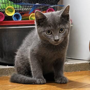 Ootzer Dootzer Wootzer Doo -  Domestic Short Hair and Mixed Breed Cat for Adoption in Spruce Pine, North Carolina - Ootzer Dootzer Wootzer Doo | PetCurious