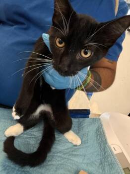 Will -  Domestic Short Hair Cat for Adoption in New York, New York - Will | PetCurious