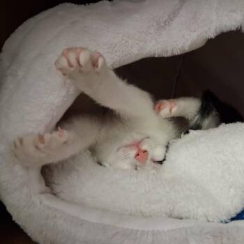 Otto -  Domestic Short Hair Cat for Adoption in Middlebury, Vermont - Otto | PetCurious