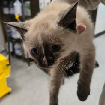 Domestic Short Hair Cats Available for Adoption in Durango, Colorado - Green | PetCurious