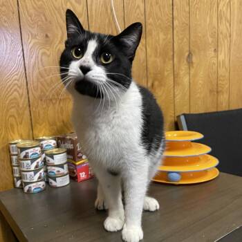 Domestic Short Hair Cats Available for Adoption - IDES | PetCurious