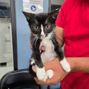 Chewie -  Domestic Short Hair Cat for Adoption in Newark, New Jersey - Chewie | PetCurious
