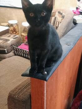 Rescue Domestic Short Hair Cats for Adoption in Gun Barrel City, Texas - Polly | PetCurious