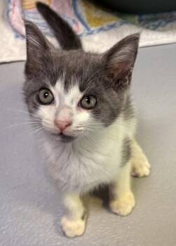 Summer 1420-26 -  Domestic Short Hair Cat for Adoption in Cumming, Georgia - Summer 1420-26 | PetCurious