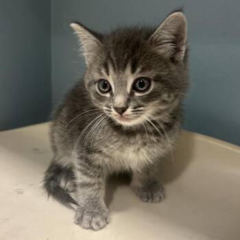 Nickel -  Domestic Short Hair Cat for Adoption in Chattanooga, Tennessee - Nickel | PetCurious