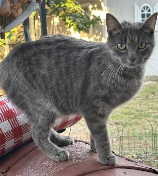 Tabby Cats Available for Adoption - Veronica | PetCurious