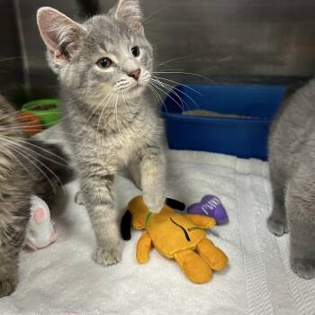 Domestic Short Hair Cats Available for Adoption in La Grange Park, Illinois - Martians 2 Of 3 | PetCurious