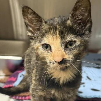Marnie -  Domestic Short Hair Cat for Adoption in Jacksboro, Tennessee - Marnie | PetCurious