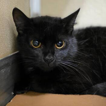 Hemlock -  Domestic Short Hair Cat Available for Adoption in Chatham, Virginia - Hemlock | PetCurious