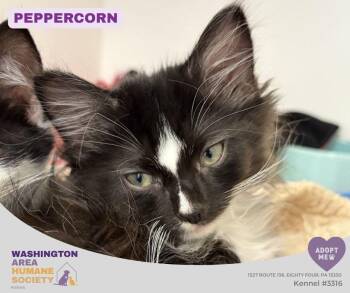 Peppercorn -  Domestic Medium Hair Cat for Adoption in Eighty Four, Pennsylvania - Peppercorn | PetCurious