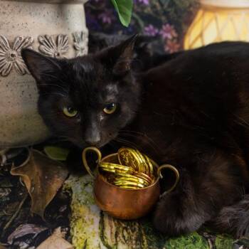 Domestic Short Hair Cats Available for Adoption - Teagan | PetCurious