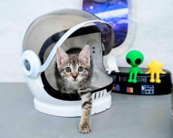 Abby Cadabby -  Domestic Short Hair Cat for Adoption in Jefferson, Louisiana - Abby Cadabby | PetCurious