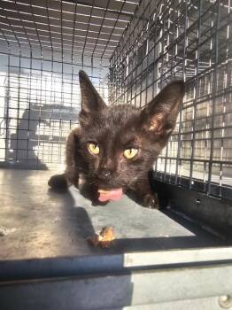 ROADBLOCK -  Domestic Short Hair Cat for Adoption in Dallas, Texas - ROADBLOCK | PetCurious