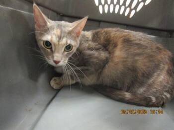(657) -  Domestic Short Hair Cat for Adoption in Marietta, Georgia - (657) | PetCurious