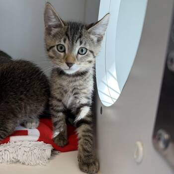 Jacque -  Domestic Short Hair Cat for Adoption in Oakland, California - Jacque | PetCurious