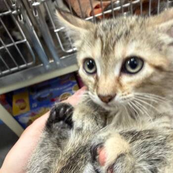 Domestic Short Hair Cats Available for Adoption in Idaho Falls, Idaho - Spirit | PetCurious