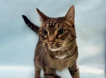 Tiny -  Domestic Short Hair Cat for Adoption in Minneapolis, Minnesota - Tiny | PetCurious