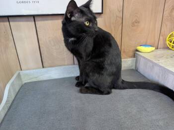 Kayden 9.10.25 -  Domestic Short Hair Cat for Adoption in Apopka, Florida - Kayden 9.10.25 | PetCurious