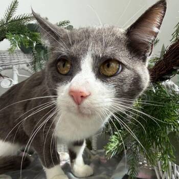 Domestic Short Hair Cats Available for Adoption in Eaton Rapids, Michigan - Kismet K  56114 | PetCurious