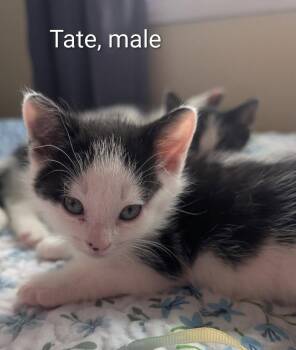 Tate -  Domestic Short Hair Cat Available for Adoption in Ottawa, Ontario - Tate | PetCurious