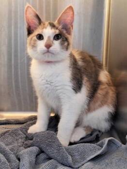 Domestic Short Hair Cats Available for Adoption in Westland, Michigan - Kuromi | PetCurious