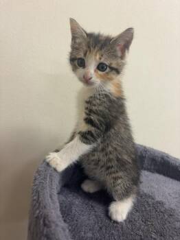 Milly 23857 -  Domestic Short Hair Cat for Adoption in Monroe, Georgia - Milly 23857 | PetCurious
