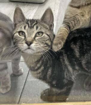 Domestic Short Hair Cats Available for Adoption - Trick | PetCurious