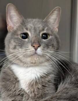 Domestic Short Hair Cats Available for Adoption - Earl | PetCurious