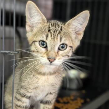 Lucius -  Domestic Short Hair Cat for Adoption in Cape Girardeau, Missouri - Lucius | PetCurious