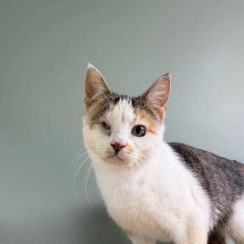 Domestic Short Hair Cats Available for Adoption in State College, Pennsylvania - Tatiana | PetCurious